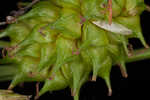 Sulphur sedge